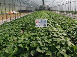 いも苗:紅さつま(100本)(1年バイオ)