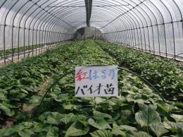 いも苗:紅はるか(100本)1年バイオ